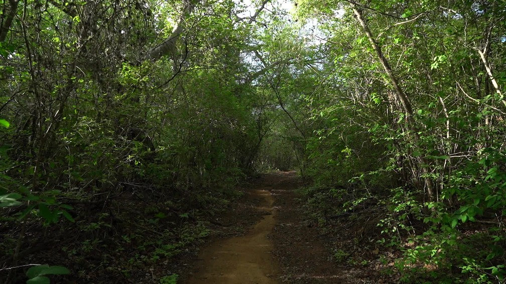 Parque estadual Mata da Pimenteira preserva vegetação de Caatinga arbórea — Foto: Ezequiel Quirino/TV Globo