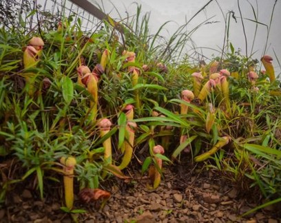 Governo do Camboja pede que pessoas parem de coletar "plantas pênis"