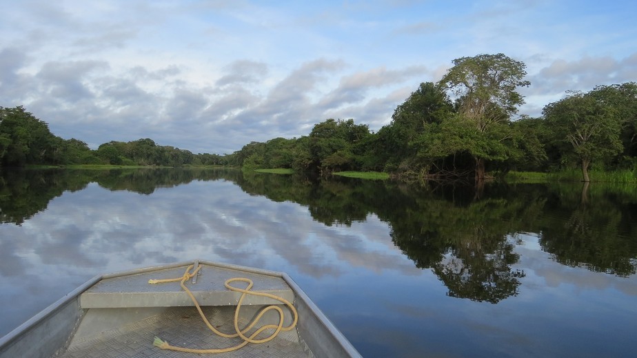 Mudanças climáticas reduzem estoques de carbono em florestas da Amazônia, revela estudo