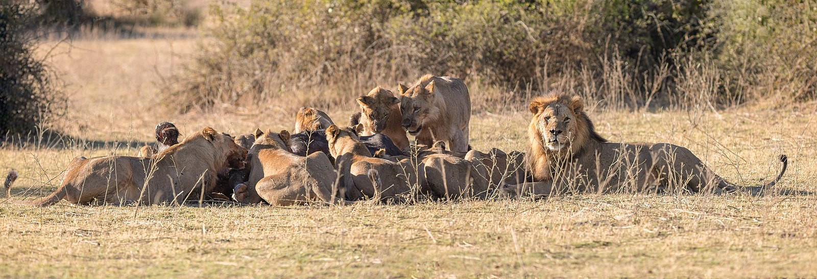 Leões são os únicos felinos que convivem em grupos (Foto: Diego Delso / Wikimedia Commons / CreativeCommons)
