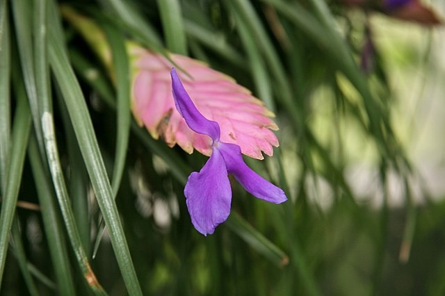 A tilândsia-azul (T. cyanea) possui folhas delgadas com uma inflorescência com brácteas róseas e flores azuis (Foto: Cliff / Wikimedia Commons / CreativeCommons)