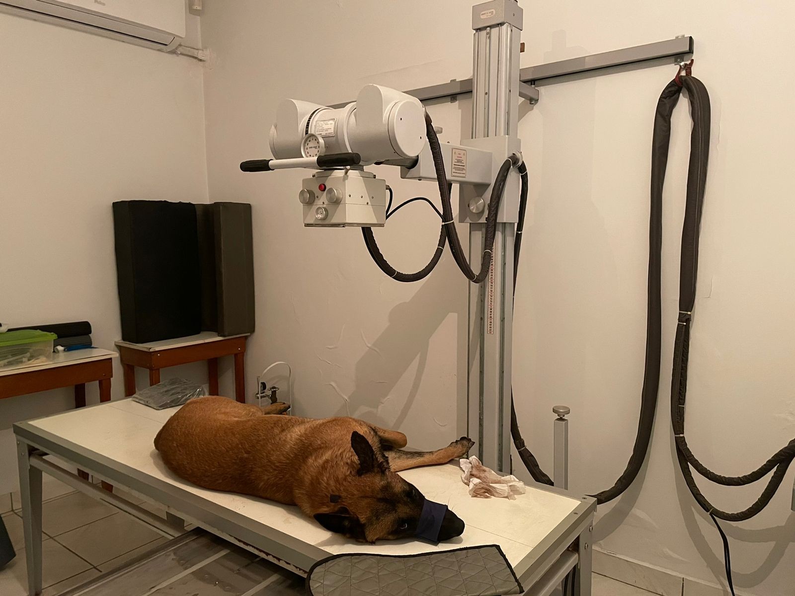 Cão atingido por tiro em Piracicaba passa por cirurgia de emergência: 'pode ter sequelas', diz veterinário
