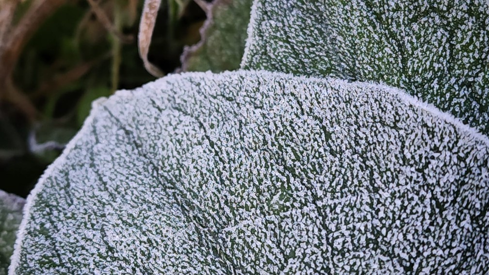Detalhe de folha coberta por gelo em São Joaquim  — Foto: Mycchel Legnaghi/ São Joaquim Online