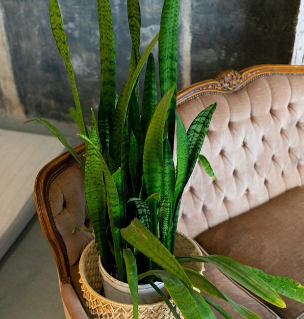 A espada-de-são-jorge é outra planta que remove poluentes do ar (Foto: Pexels / Daria Sannikova / CreativeCommons)