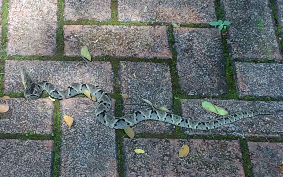 Pm Captura Cobras No Jardim Botanico E No Nucleo Bandeirante No Df Videos Distrito Federal G1