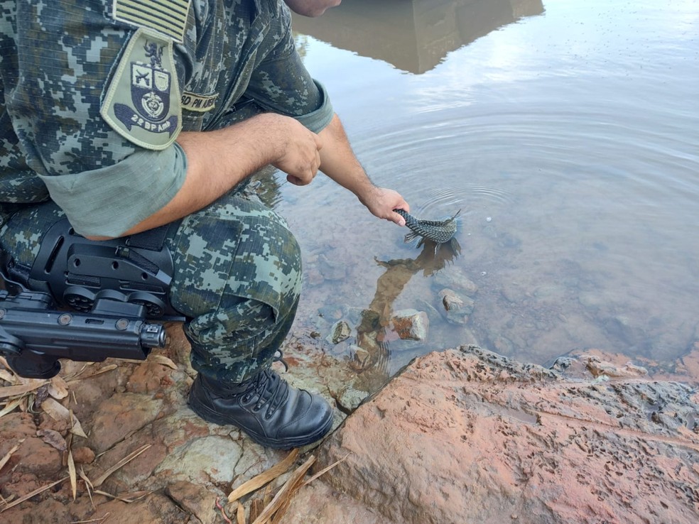 Peixes da espécie cascudo, por estarem vivos, foram devolvidos ao rio — Foto: Polícia Ambiental