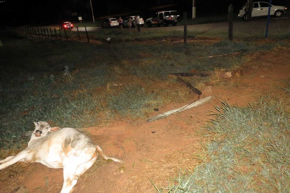 Boi é atropelado por carro em Dracena — Foto: Jorge Zanoni 