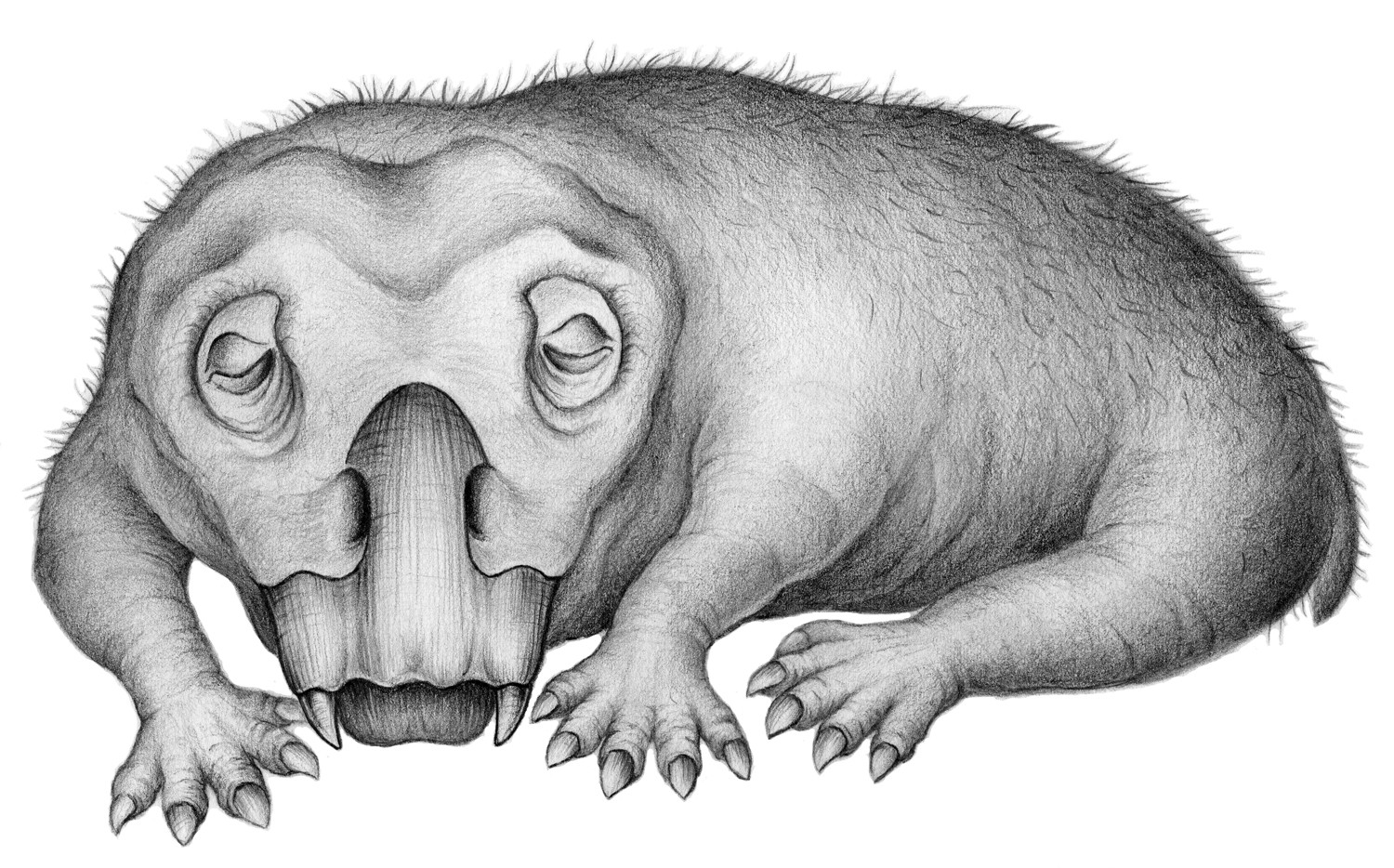 Vertebrado encontrado na Antártida já hibernava há 250 milhões de anos. Acima: reprodução artística de um Lystrosaurus (Foto: Crystal Shin)