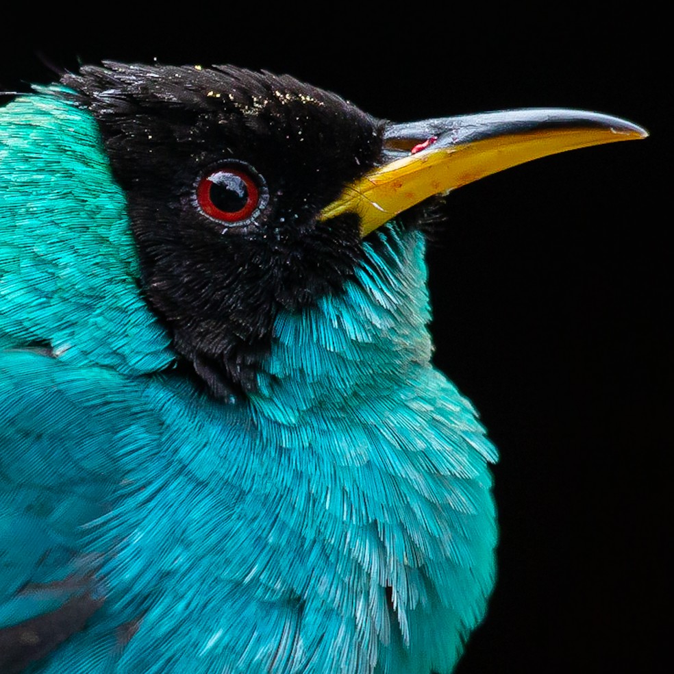 O saí-verde ocorre em toda a Amazônia, e também de Pernambuco a Santa Catarina. Encontrado ainda do México ao Panamá e em todos os demais países amazônicos - Guianas, Venezuela, Colômbia, Equador, Peru e Bolívia — Foto: Guilherme Andrighetto/Arquivo Pessoal
