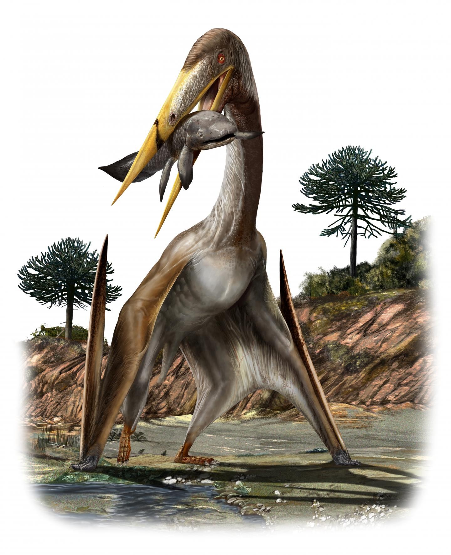 Qual a diferença entre Pterossauro, Pterodáctilo e Pteranodon