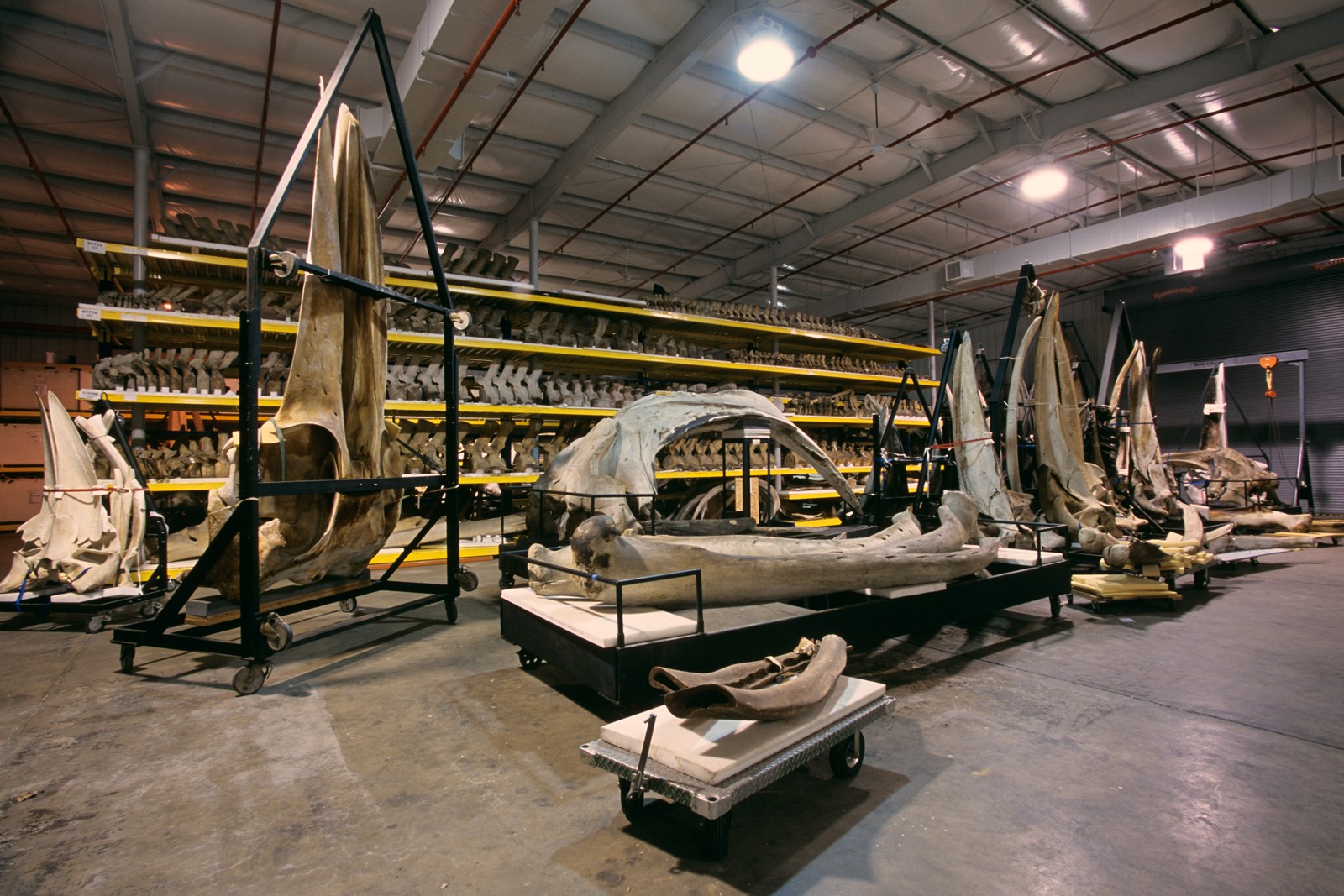 Seção de Baleias do museu  (Foto: Divulgação/Smithsonian Institute)