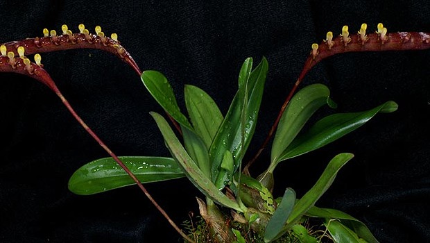 A Bulbophyllum falcatum representa a equipe de Gana (Foto: Divulgação)