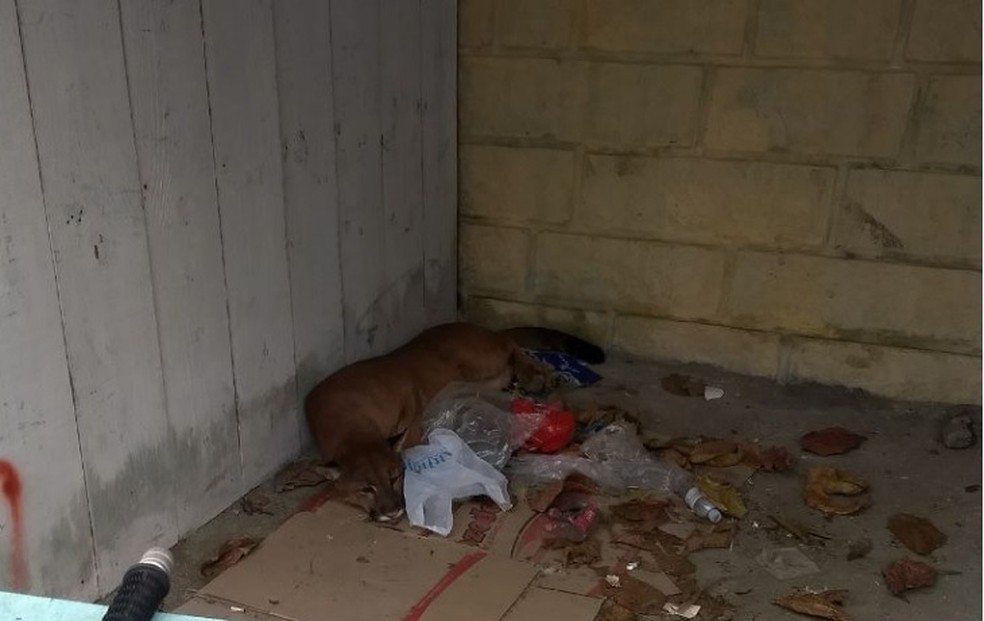 Animal foi levado para avaliação de pesquisadores (Foto: PM Ambiental/Divulgação)