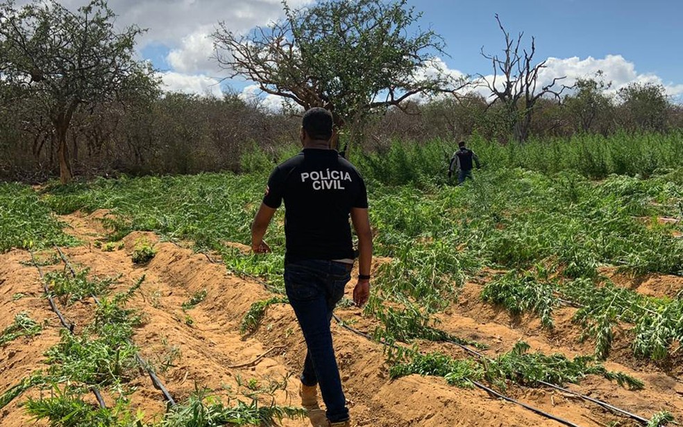 PlantaÃ§Ã£o com 120 mil pÃ©s de maconha Ã© localizada durante operaÃ§Ã£o na Bahia â Foto: DivulgaÃ§Ã£o/PolÃ­cia Civil