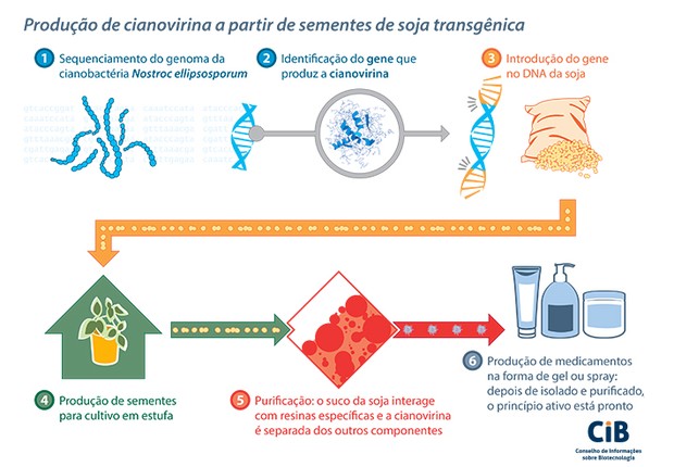 Produção de cianovirina (Foto: Divulgação CIB)