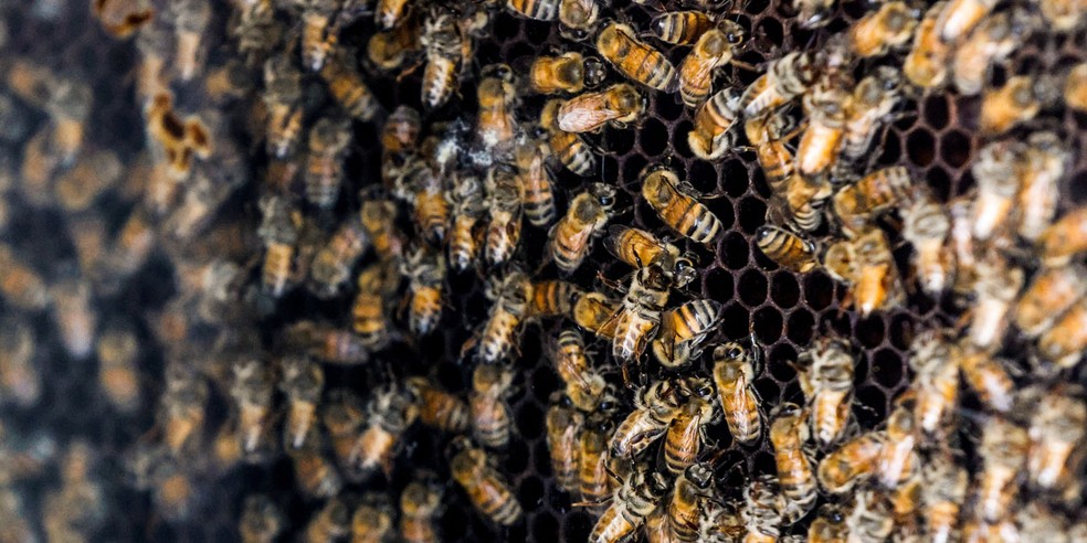 Abelhas são importantes para o desenvolvimento de diversas espécies de plantas — Foto: Amir Cohen/Reuters