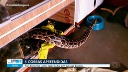 Polícia apreende cobra de 8 metros em casa de Águas Lindas de Goiás