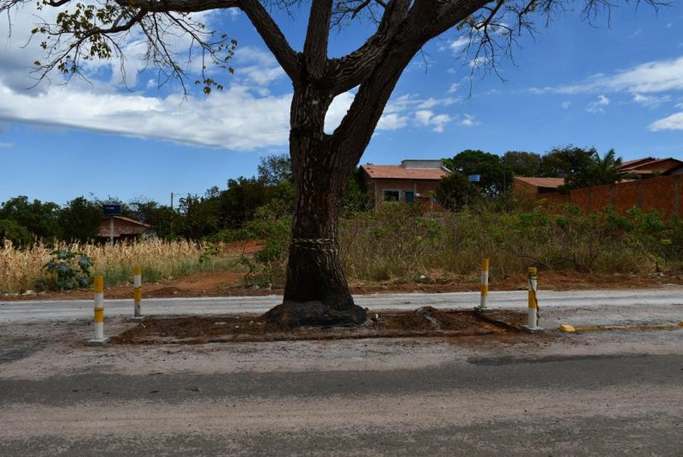 Pilares foram construídos ao lado de cajazeiro — Foto: Prefeitura de Paraíso/Divulgação