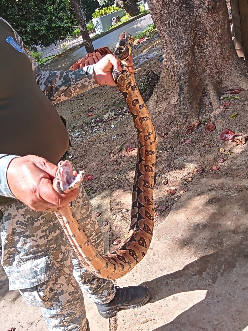 Três serpentes entre 1,5 e 2,5 metros são resgatadas em bairros de Salvador em menos de 24 horas — Foto: Divulgação / Guarda Municipal de Salvador