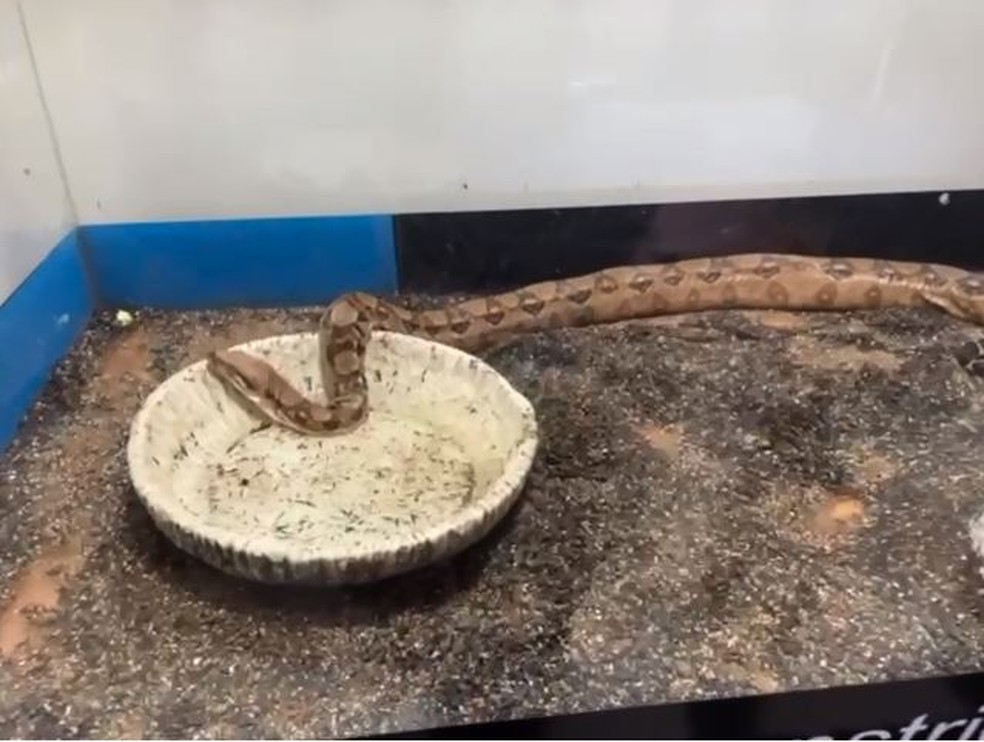 Jiboia encontrada dentro de recipiente de vidro em operação policial em Lages — Foto: Reprodução/Polícia Federal