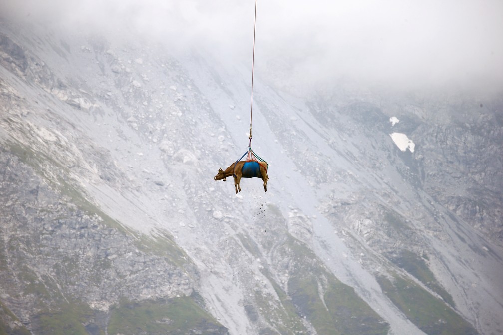 27 de agosto - Vaca é içada por helicóptero, a 1948 metros acima do nível do mar, após passar o verão pastando nos Alpes Suícos — Foto: Arnd Wiegmann/Reuters