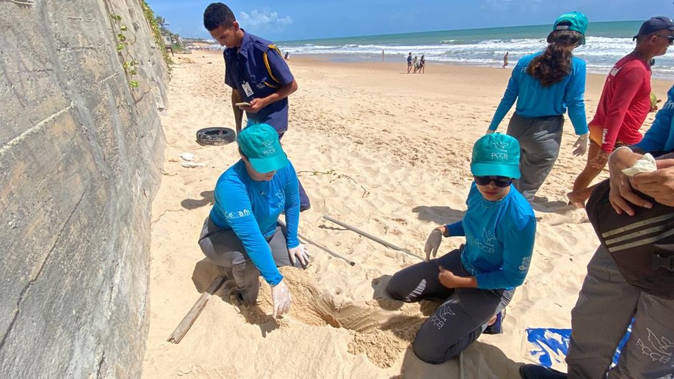 Transferência visa garantir a segurança da ninhada — Foto: Cedida