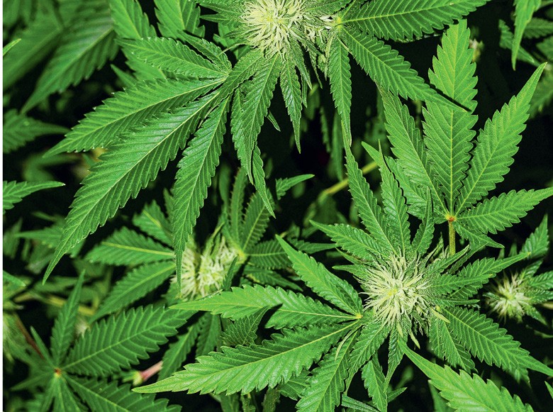 a cannabis, que não dá barato, tem uso medicinal, industrial e mercado crescente. O país tem solo  e clima propícios para a planta,  mas o cultivo é proibido   (Foto: Getty Images)