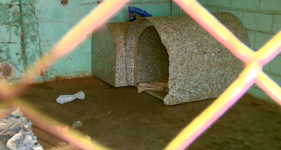 5 filhotes morreram em menos de uma semana em canil de Santa Lúcia (Foto: Paulo Chiari/EPTV)