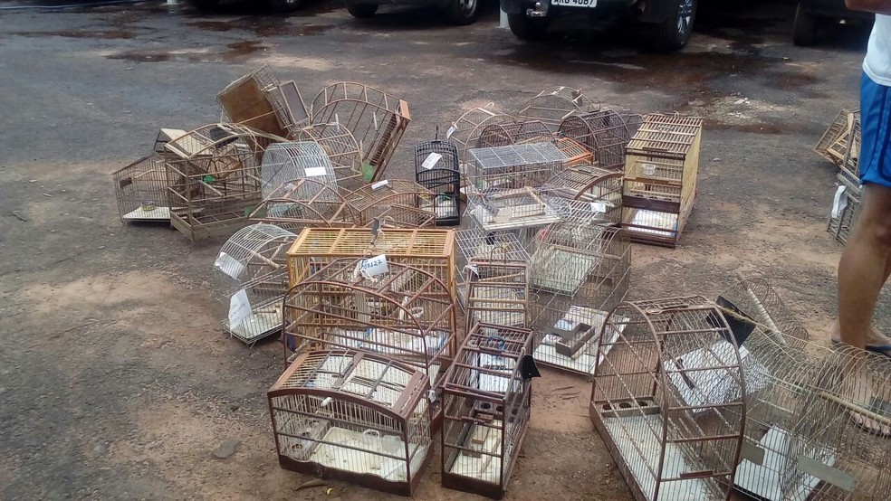 Gaiolas apreendidas foram destruídas em Presidente Prudente (Foto: Cedida/Polícia Militar Ambiental)