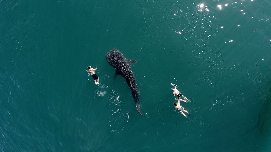 Baleia e turistas  (Foto: dronestagram)