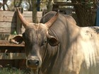 Procura por touros reprodutores causa aumento no preço do animal