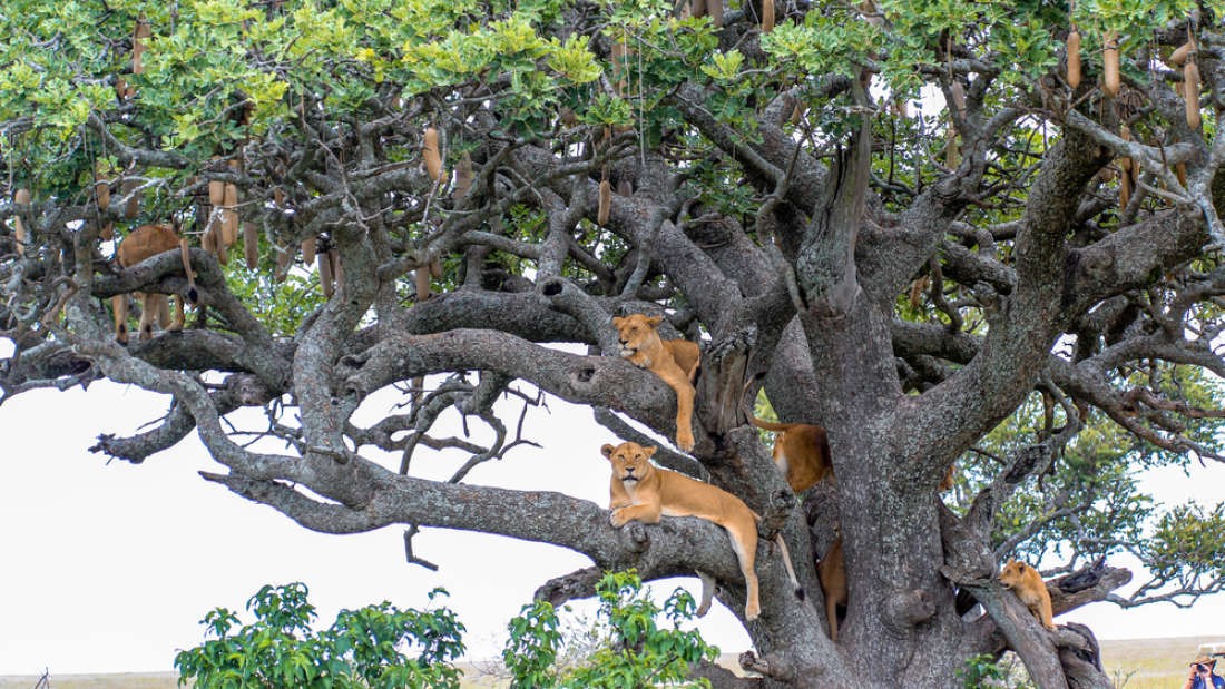 Leões subindo árvores do Parque Nacional Queen Elizabeth (Foto: Huang Jenhung/Shutterstock)
