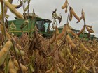 Colheita de soja e semeadura de milho avançam em Mato Grosso
