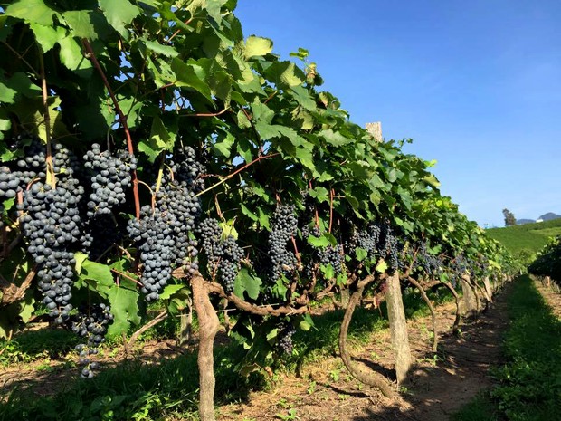 Privilegiada pela localização, Andradas (MG) tornou-se referência na vitivinicultura, atividade que envolve o cultivo das vinhas e a fabricação do vinho e do suco da uva. (Foto: Reprodução/ Vinícola Casa Geraldo)