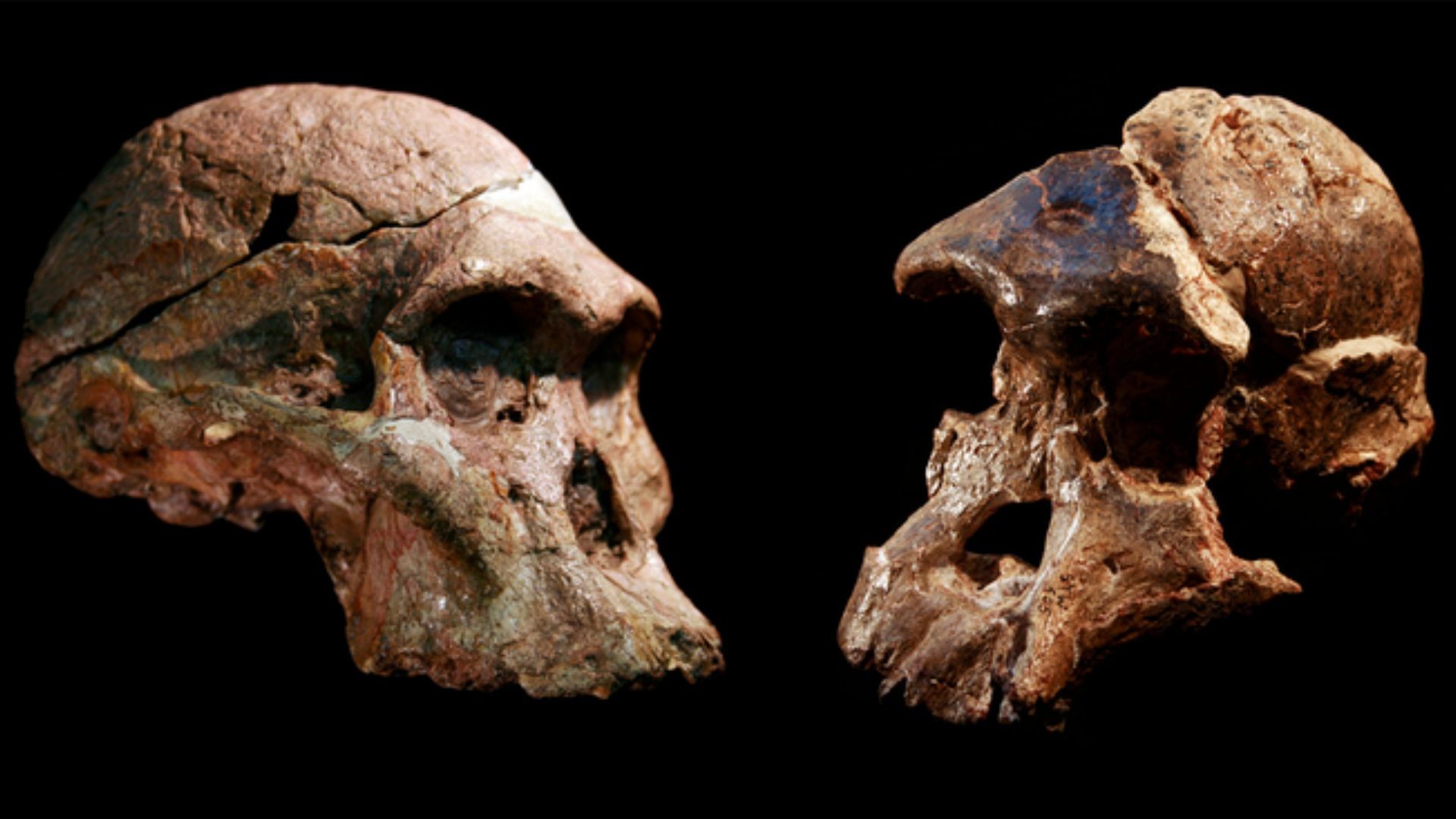 Diferentes crânios de Australopithecus que foram encontrados nas cavernas de Sterkfontein, na África do Sul (Foto: Jason Heaton e Ronald Clarke/ Museu de História Natural Ditsong)