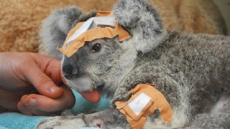 Coala ferido é cena cada vez mais comum na Austrália (Foto: Divulgação)
