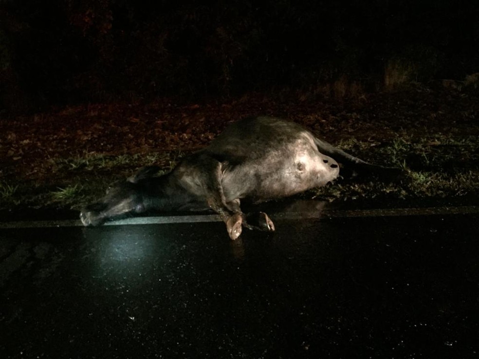 Carro atropelou o animal na pista da Rodovia Osni Matheus em Bariri — Foto: Diego Santos/Bariri Rádio Clube