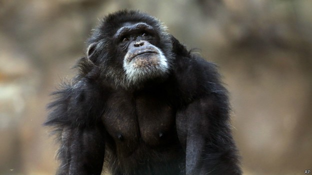 Entidade quer que Justiça americana conceda personalidade jurídica a chimpanzés (Foto: AP/BBC)