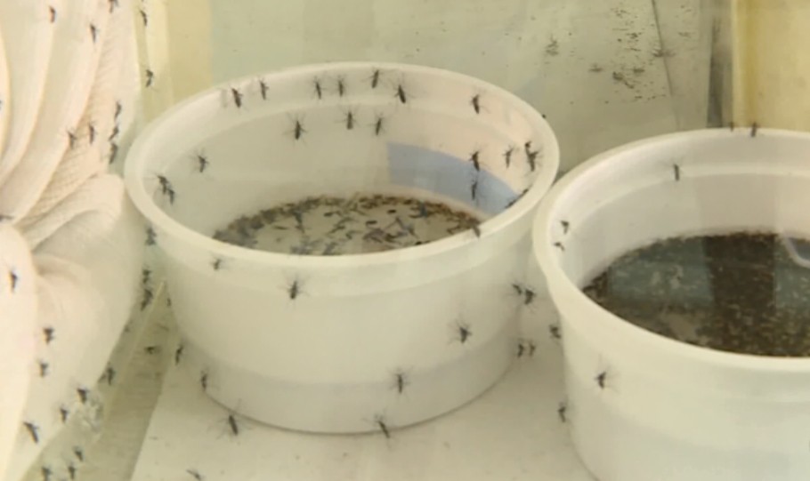 Dengue: Itaú de Minas é a 3ª cidade com mais casos no Sul de MG e enfrenta sobrecarga de atendimentos