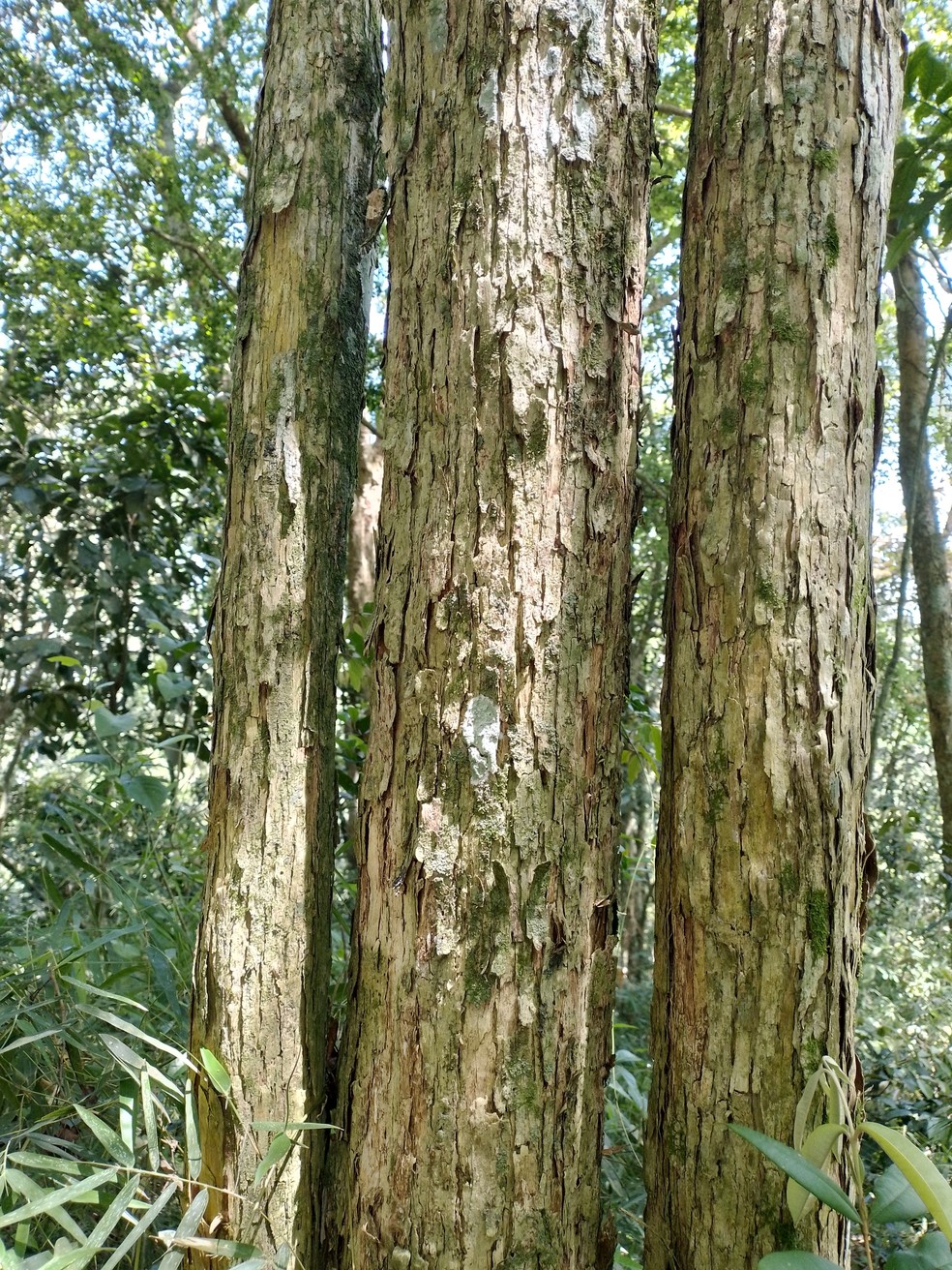 Tronco da uvaia-pitanga, árvore da espécie Eugenia delicata — Foto: Divulgação/Thiago Fernandes