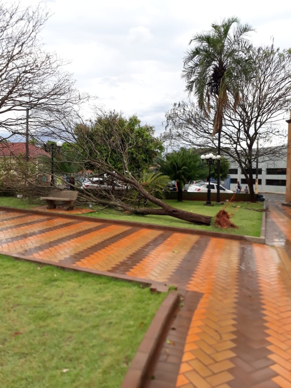 Em Taciba, houve a queda de árvores — Foto: Domingos Vieira/Cedida