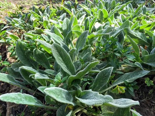 Saiba tudo sobre hera, moreia e peixinho-da-horta (Foto: Divulgação)