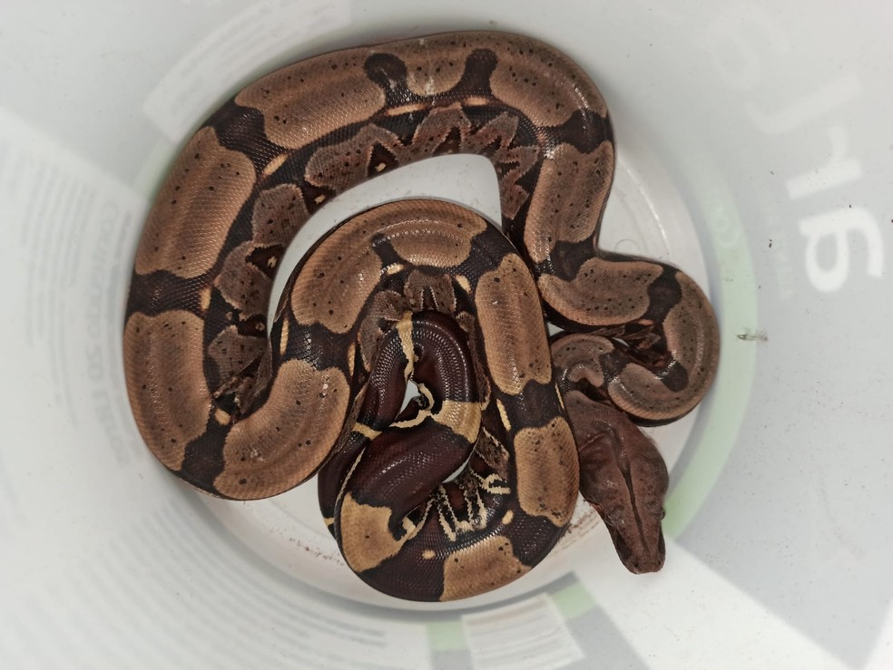 Cobra capturada em bairro de Vilhena — Foto: Reprodução