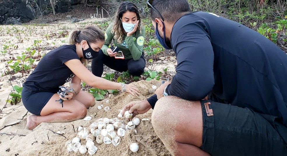 No ninho número 13, na Praia Cacimba do Padre, 71 ovos não eclodiram  — Foto: Ana Clara Marinho/TV Globo