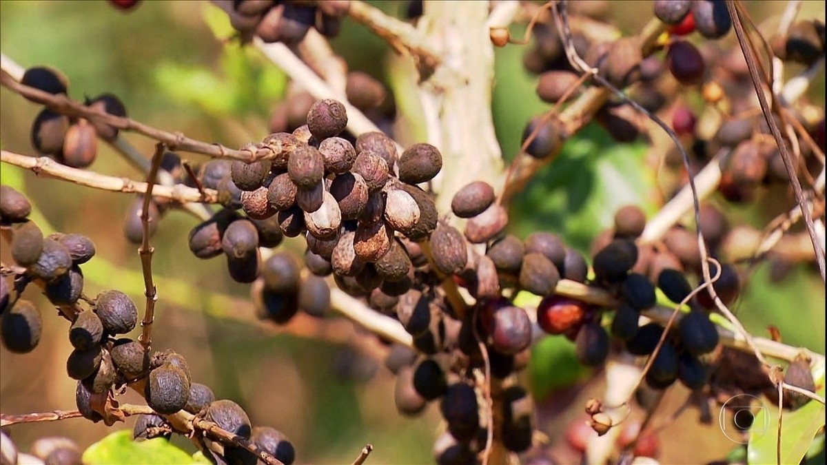 Produtores de café do sul de Minas Gerais investem no tratamento dos grãos para conseguir mais vendas thumbnail