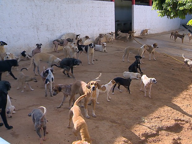 Cães em Bicas (Foto: Reprodução/TV Integração)