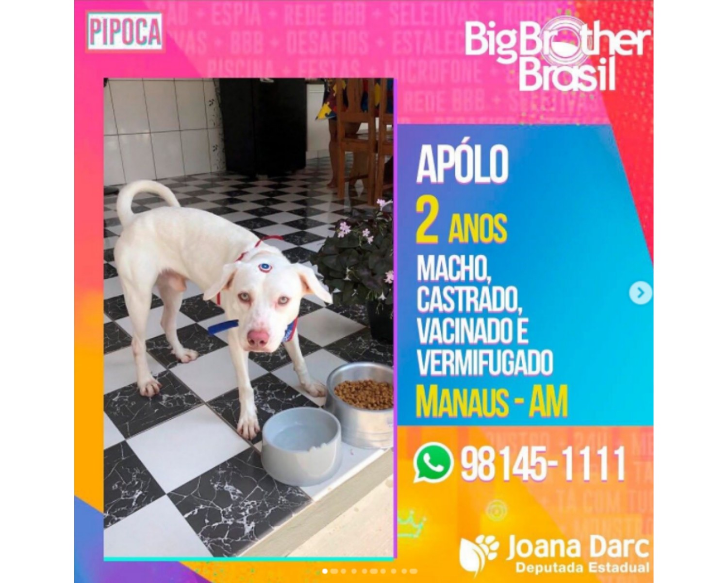 Apólo é um dos pets que estão para adoção em Manaus (Foto: Reprodução / @joanadarcam / Instagram)