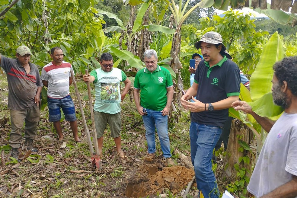 O plantio de banana em Monte Alegre encontra-se em ascensão na diretriz da diversificação — Foto: Emater-PA