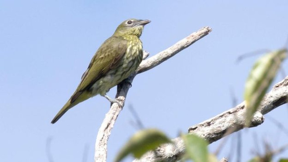 Uma araponga-da-Amazônia fêmea; quando elas estão por perto, eles cantam mais alto — Foto: Divulgação/Anselmo D'Afonseca/BBC