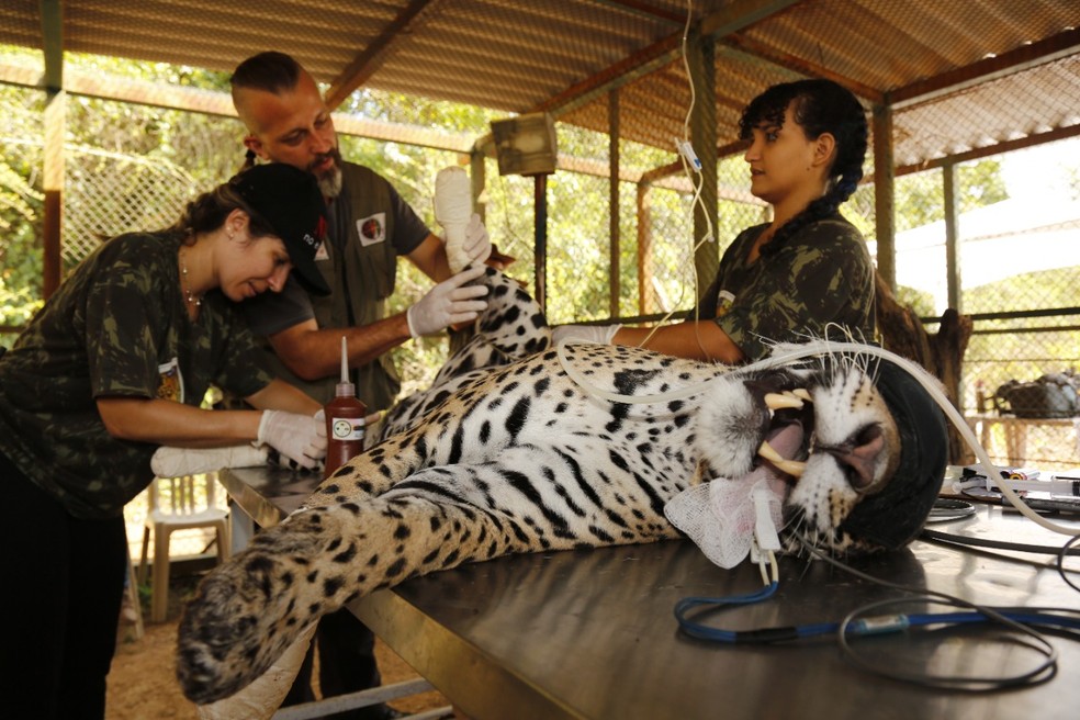 Atendimento a animal ferido por incêndio no Pantanal — Foto:  Lawrence Wahba